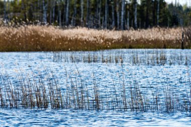kuşlar gölde gündoğumu içinde iç içe geçirme