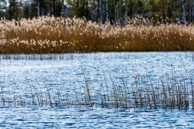 kuşlar gölde gündoğumu içinde iç içe geçirme