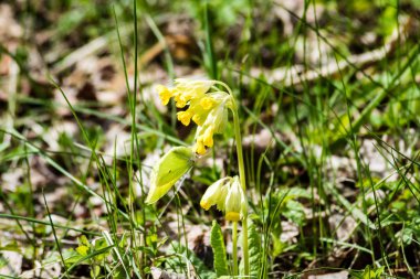 taze çiçek ve bahar çiçekleri