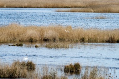 kuşlar gölde gündoğumu içinde iç içe geçirme
