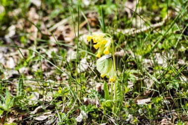 taze çiçek ve bahar çiçekleri