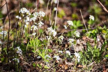 taze çiçek ve bahar çiçekleri