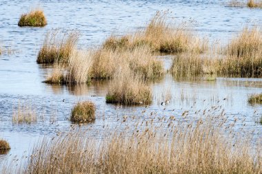 kuşlar gölde gündoğumu içinde iç içe geçirme