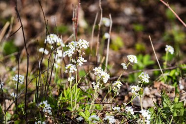 taze çiçek ve bahar çiçekleri