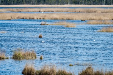 kuşlar gölde gündoğumu içinde iç içe geçirme