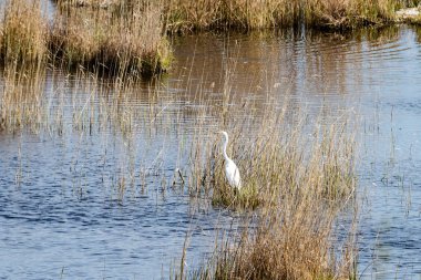 kuşlar gölde gündoğumu içinde iç içe geçirme