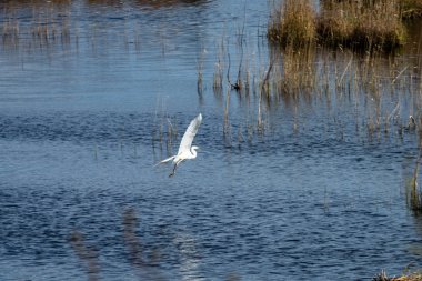kuşlar gölde gündoğumu içinde iç içe geçirme
