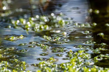 Soyut yeşil yeşillik arka plan