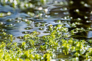 Soyut yeşil yeşillik arka plan