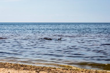yaban ördekleri ile kayalık plaj