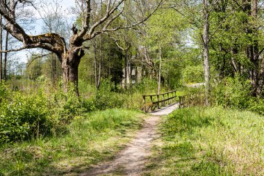 ülke stabilize yol ormandaki