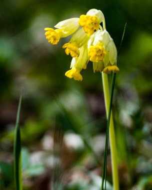 taze çiçek ve bahar çiçekleri