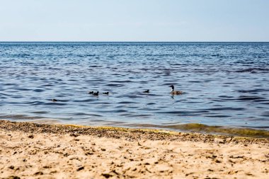yaban ördekleri ile kayalık plaj