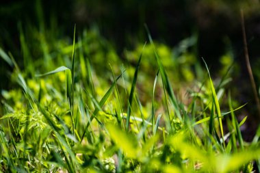 Soyut yeşil yeşillik arka plan