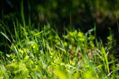 Soyut yeşil yeşillik arka plan