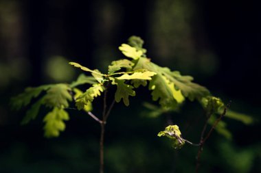 Soyut yeşil yeşillik arka plan