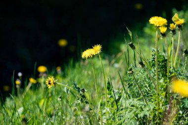 Soyut yeşil yeşillik arka plan