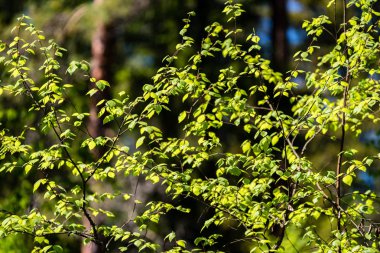 Soyut yeşil yeşillik arka plan