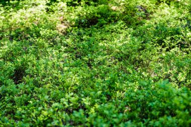 Soyut yeşil yeşillik arka plan