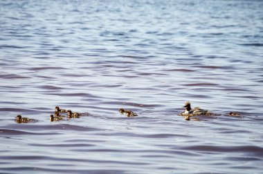 yaban ördekleri ile kayalık plaj