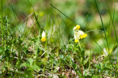 Soyut yeşil yeşillik arka plan