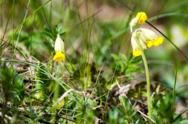 taze çiçek ve bahar çiçekleri