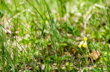 Soyut yeşil yeşillik arka plan