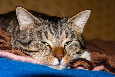 şüpheli kedi seyir