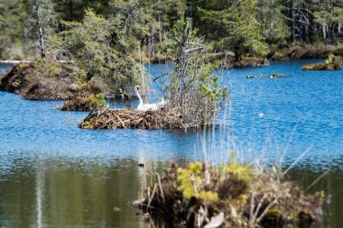 kuşlar gölde gündoğumu içinde iç içe geçirme