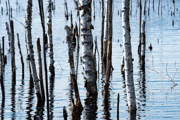 Refleksje o starych drzew w wodzie — Zdjęcie stockowe