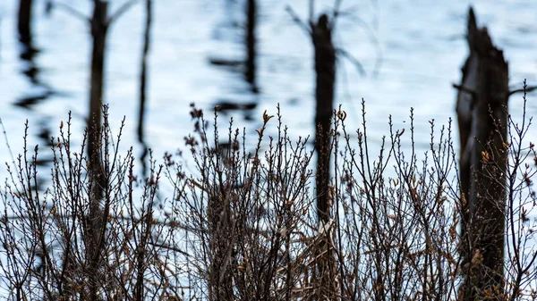 水にある古い木の反射 — ストック写真