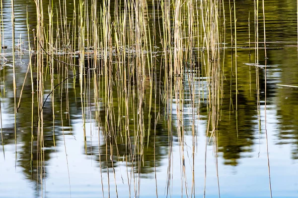 Refleksje o starych drzew w wodzie — Zdjęcie stockowe