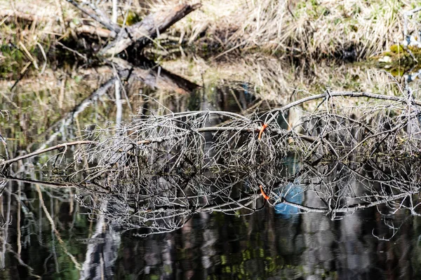 Reflections of old trees in water — Stock Photo, Image