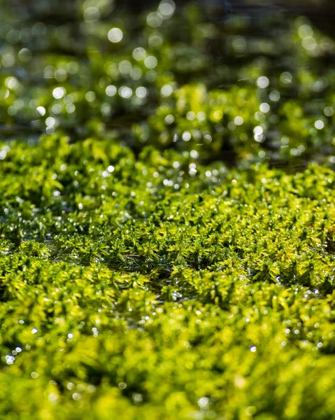 Abstract green foliage background — Stock Photo, Image