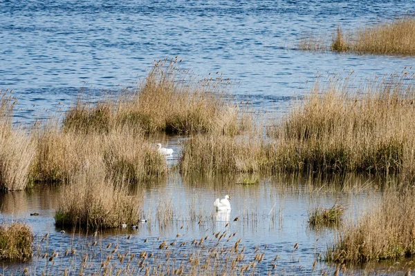 Oiseaux nichant dans le lac au lever du soleil — Photo