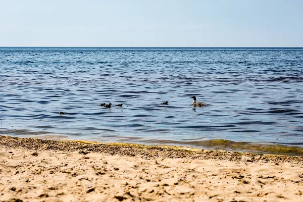 Playa rocosa con patos salvajes —  Fotos de Stock