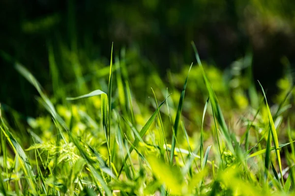 Astratto sfondo verde fogliame — Foto Stock