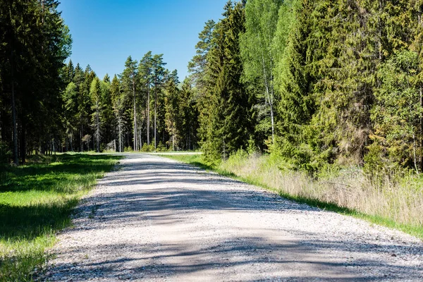 Country gravel road in the forest — Stock Photo, Image