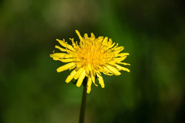 Paardebloem bloemen en bloesems in de lente — Stockfoto