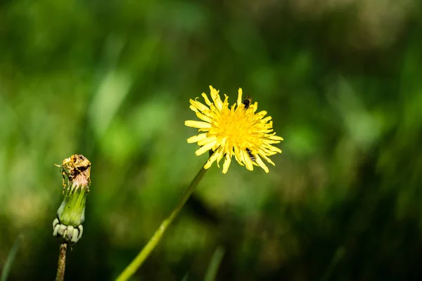 Paardebloem bloemen en bloesems in de lente — Stockfoto