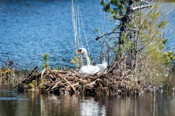 Nidificação de aves no lago ao nascer do sol — Fotografia de Stock