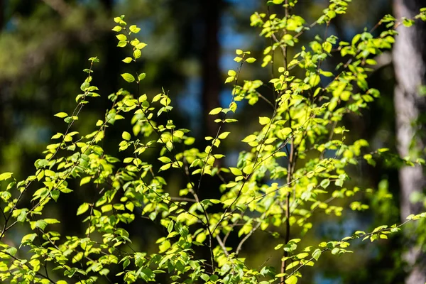 Abstrakte grüne Laub Hintergrund — Stockfoto