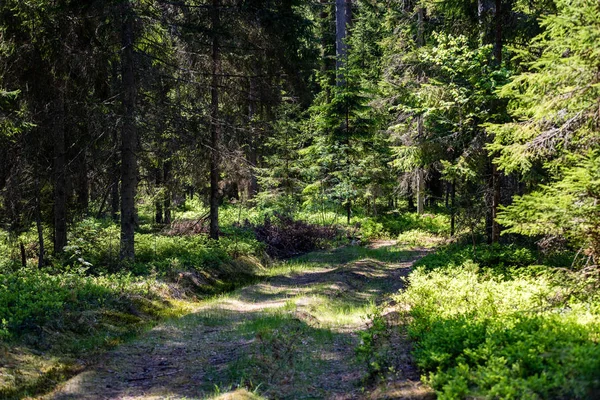Land onverharde weg in het bos — Stockfoto