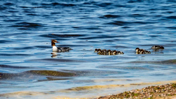 Rotsachtig strand met wilde eenden — Stockfoto