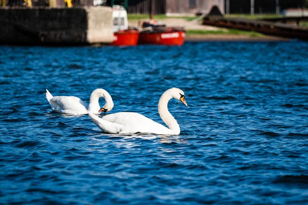 Nidificação de aves no lago ao nascer do sol — Fotografia de Stock