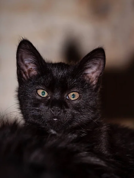 Fekete gyanús macska — Stock Fotó