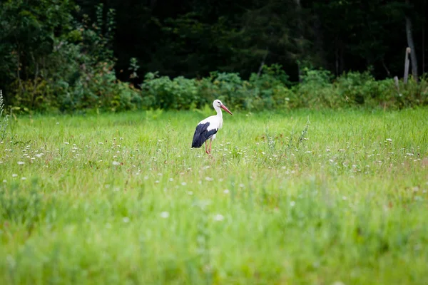 Cigüeña salvaje en el prado — Foto de Stock