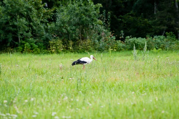 Vild stork på ängen — Stockfoto