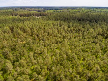 Drone görüntü. lake Forest ile kırsal alanının havadan görünümü