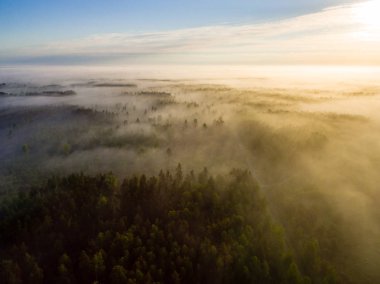 Drone görüntü. sabah hava görünümünü sis üzerinde yeşil orman